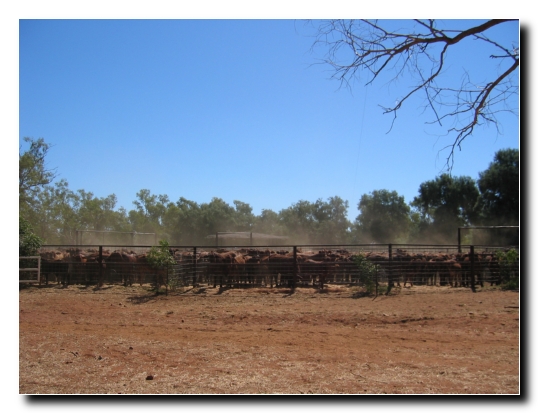 35 Die gefuellten Yards